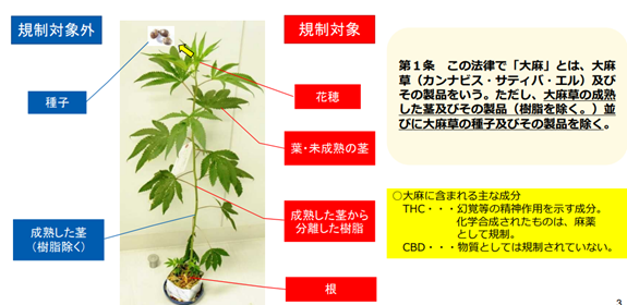 大麻(マリファナ)